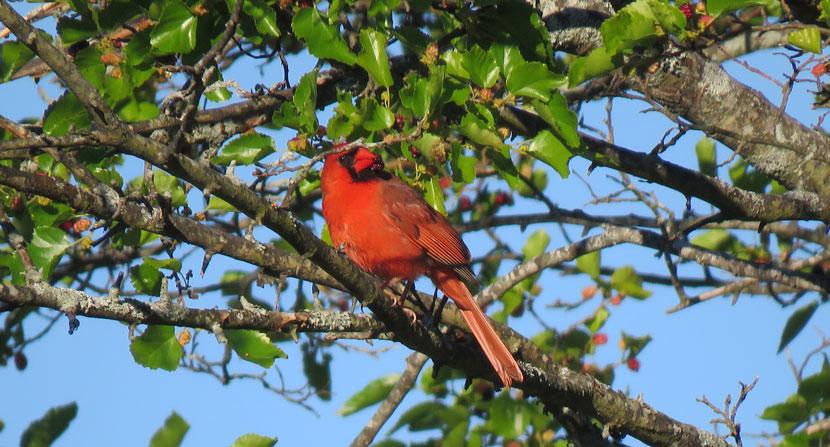 Cardinal on the Mulberry tree