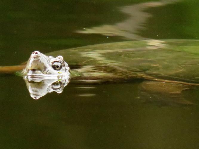 a snapping turtle snout protrudes above the water