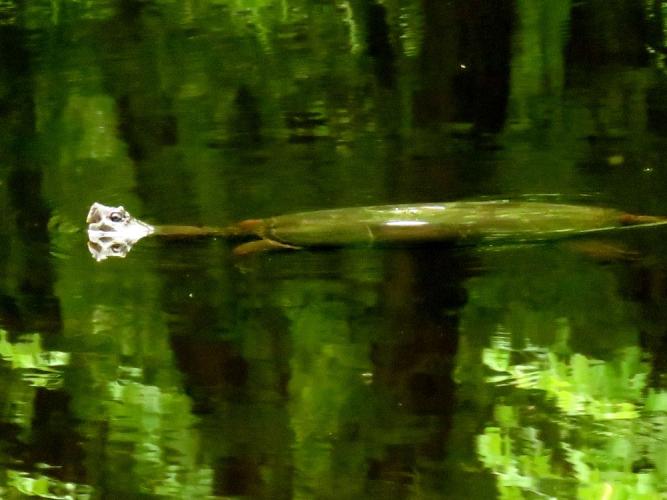 Green undertones of water and submerged snapping turtle