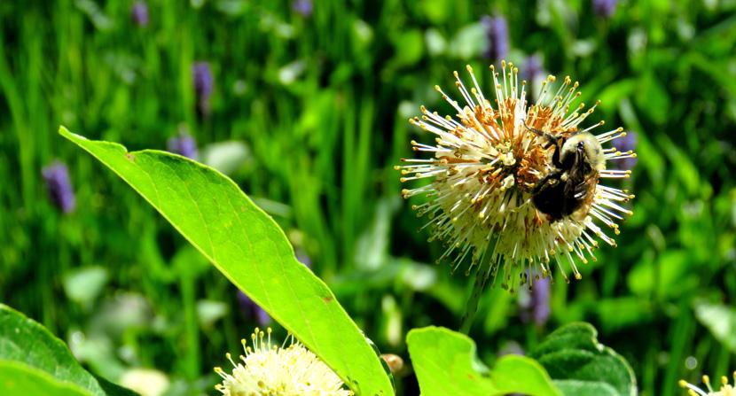 A bumblebee on a buttonbush on a floodplain forest
