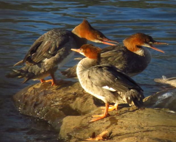Three fish-eating common merganser ducks with open beaks and reddish heads perch on exposed rocks above the water of Merrimack River during low water season