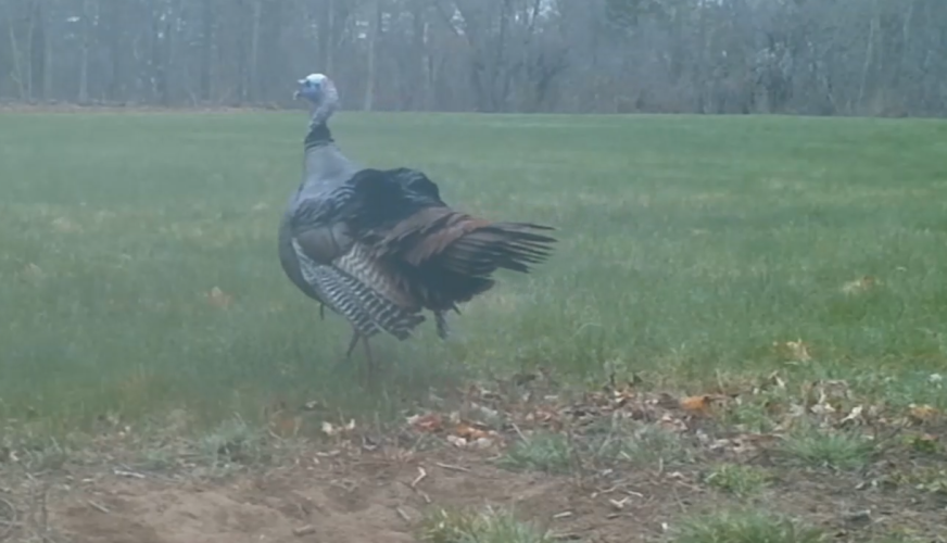 An eastern wild turkey captured on a wildlife camera.