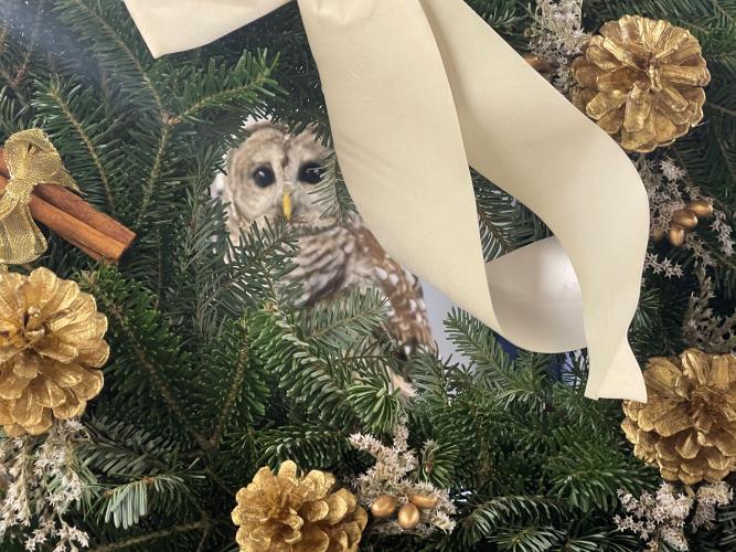 George the Barred Owl from Tailwinds peeks through a Rocks Wreath at Open House at Creek Farm