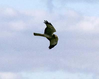 A northern harrier in flight.