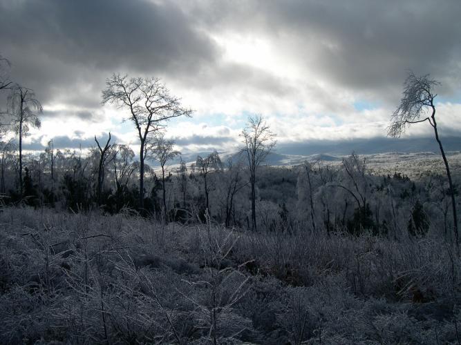A view of Hubbard Brook forest after a winter ice storm.