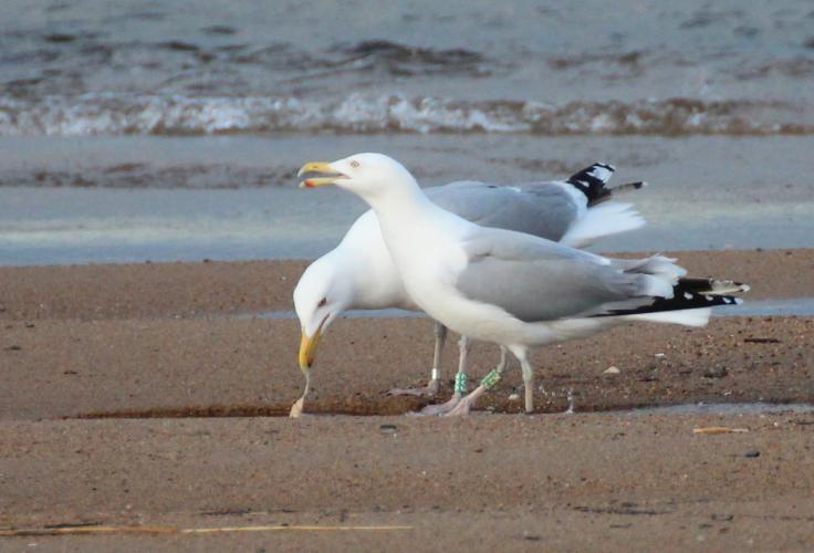 Gulls of Appledore Seacoast NH