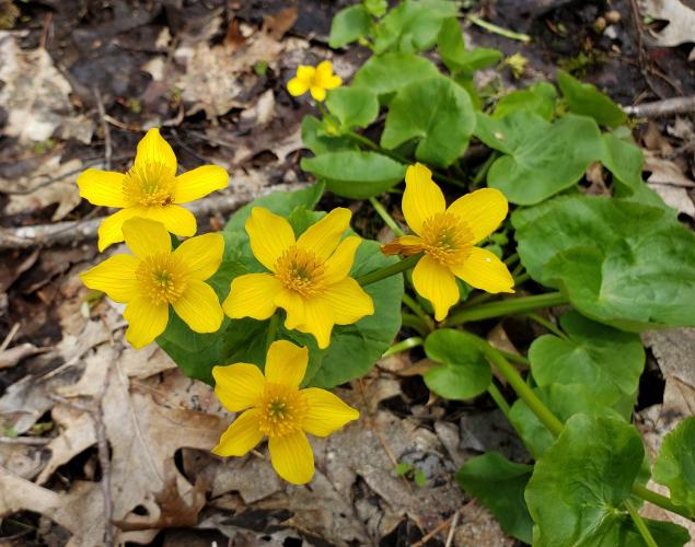 Marsh Marigold - an early spring flowering plant