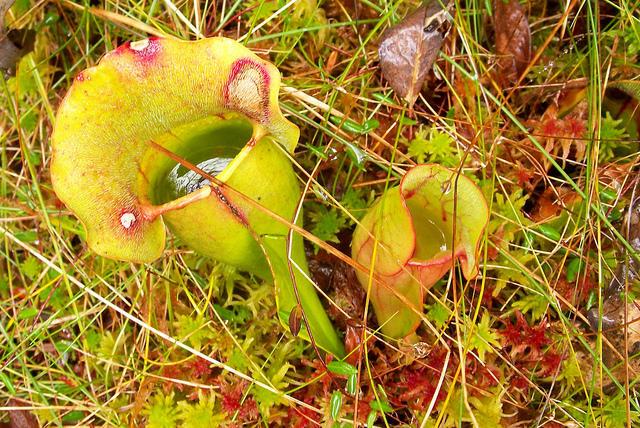 A pitcher plant in the Philbrook-Cricenti Bog in New London