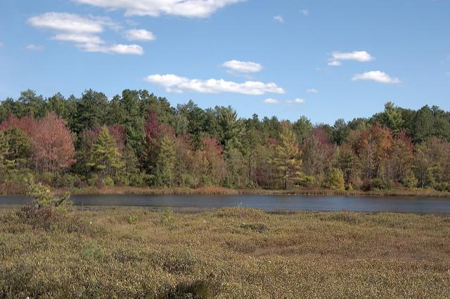 A view of Ponemah Bog in Amherst, NH