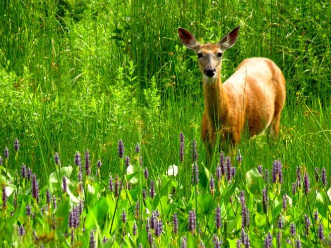 red coat of summer deer doe contrasts green wetlands vegetation