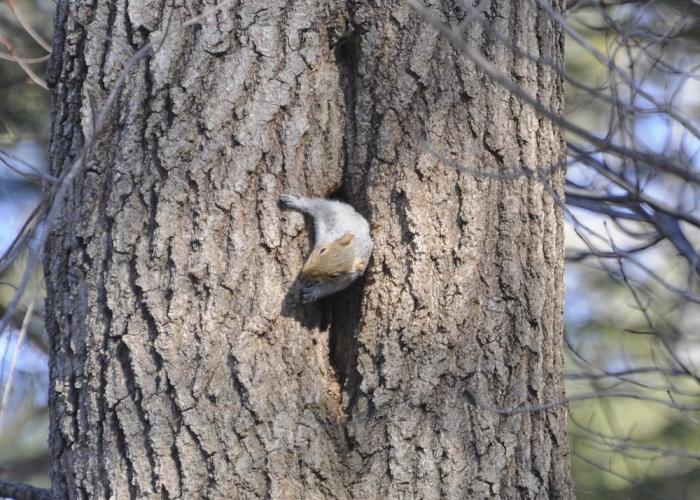 A gray squirrel is flattened on the matching gray bark of a large white pine tree at the entrance to its den inside a cavity in the trunk