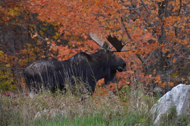 A bull moose with antlers seen in profile