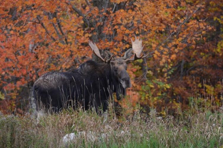 Bull moose with antlers facing camera against backdrop of colorful autumn leaves