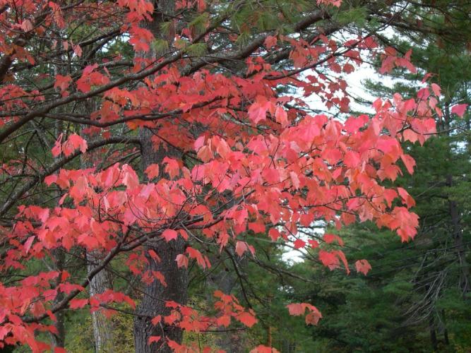 A branch of red maple with pinkish-red leaves