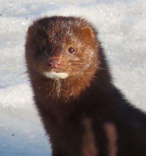 A mink standing on snow looks at the camera.