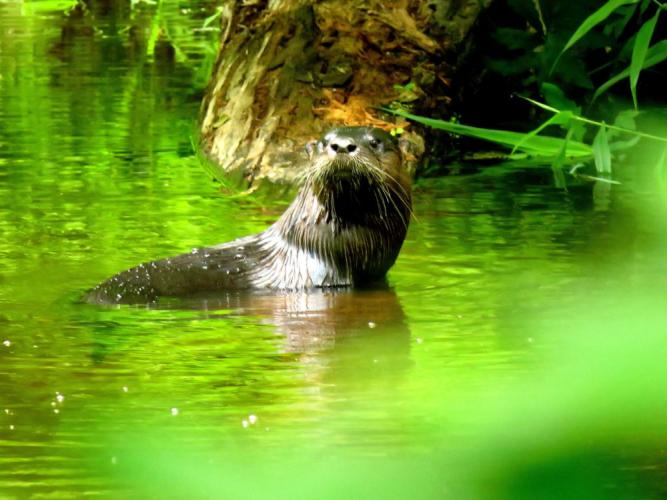 Dark bodied river otter in lush summer green foliage