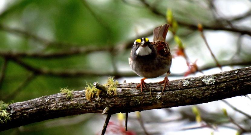 White throated sparrow singing from a branch
