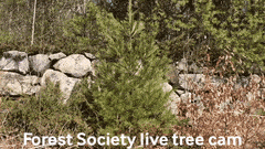 SPNHF Tree Cam link