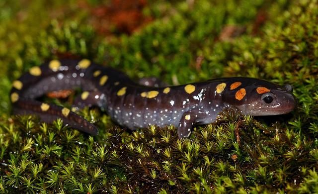 Spotted salamander. Courtesty NHPR.