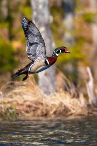 A wood duck captured as it takes off in flight from the water.