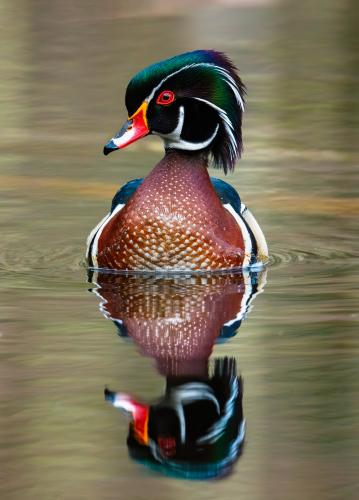 A colorful woodduck in focus on the water.